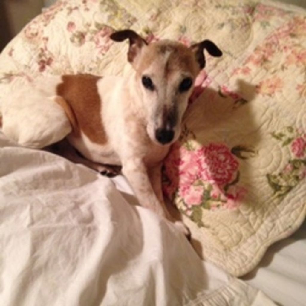 Ginger Maggard Profile Photo