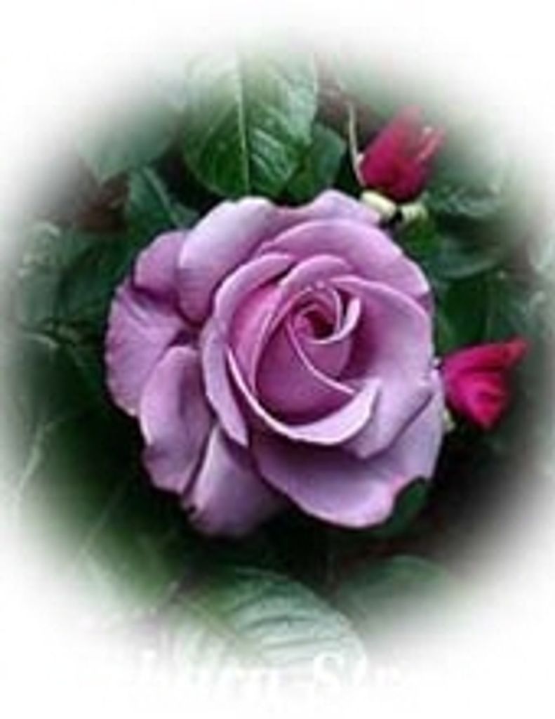 Thelma Christine Mangrum -Gfh