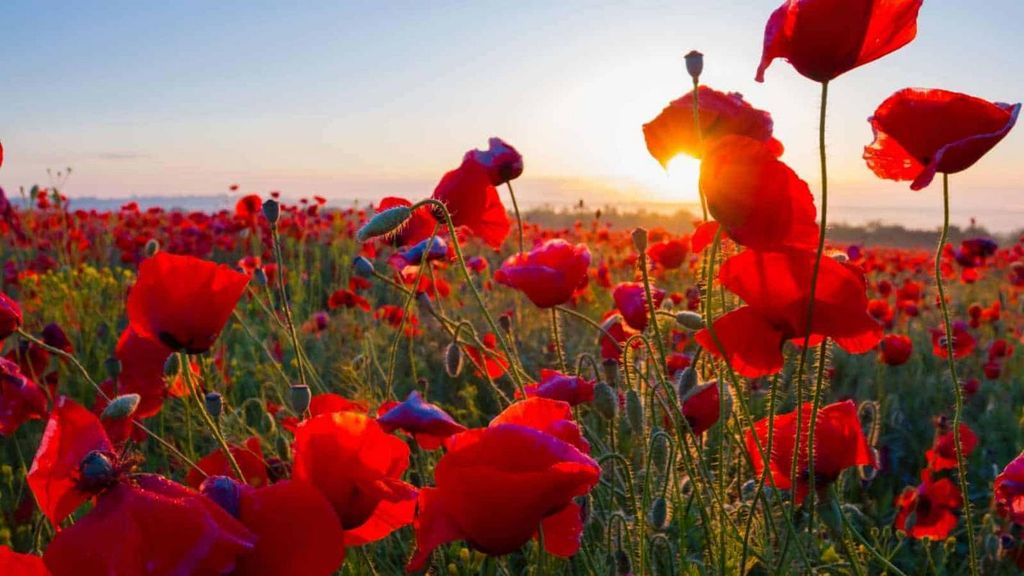 Kenneth Sessa Profile Photo