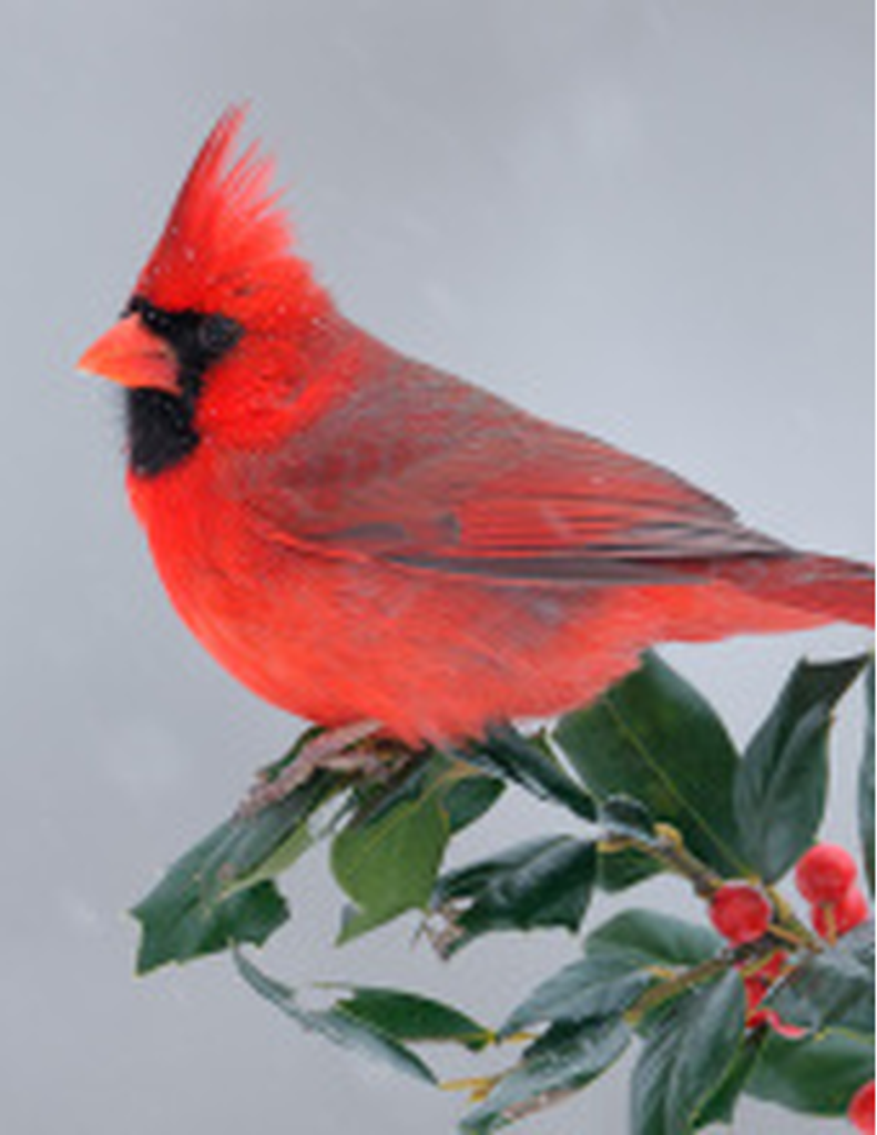 Madeline Mcneill Profile Photo