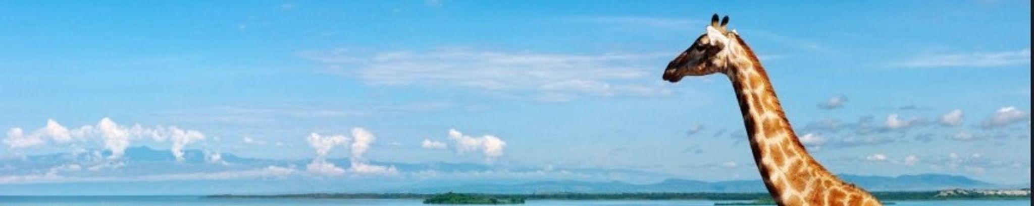 Cover for Susan M. Kostrzeba's Obituary