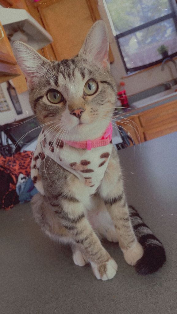 Sweetie Profile Photo