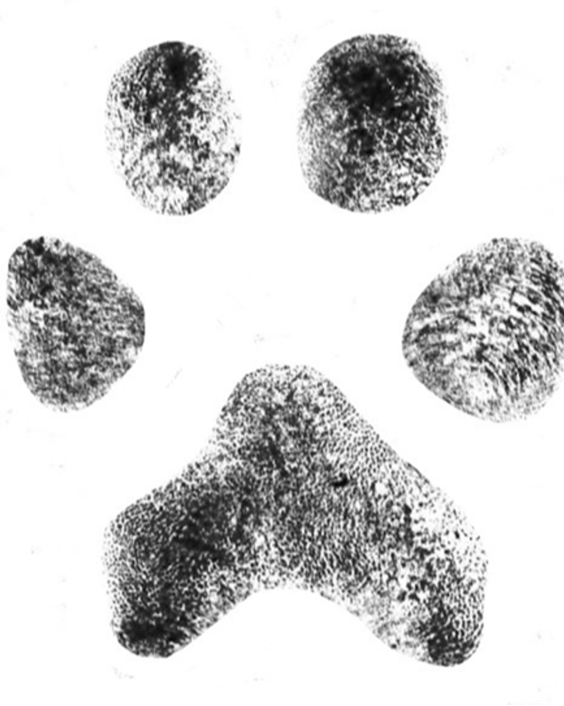 Kobe Woodall Profile Photo