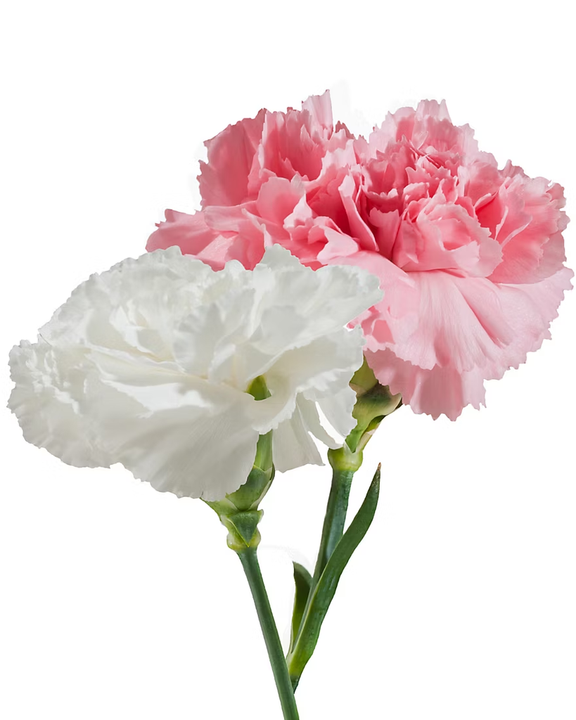 Vernice L. Hetrick Profile Photo