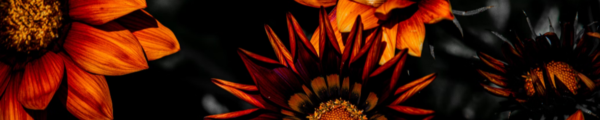 Cover photo for Dawn Csillag's Obituary