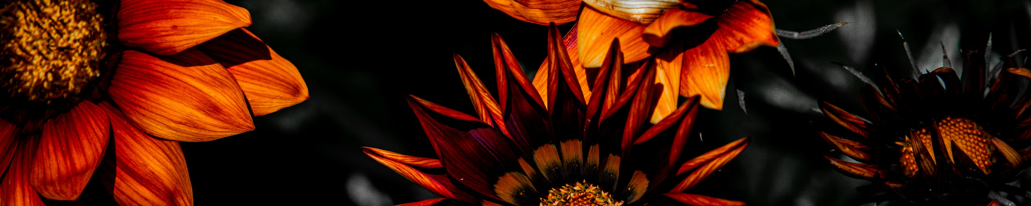 Cover for Diamond Johnson's Obituary