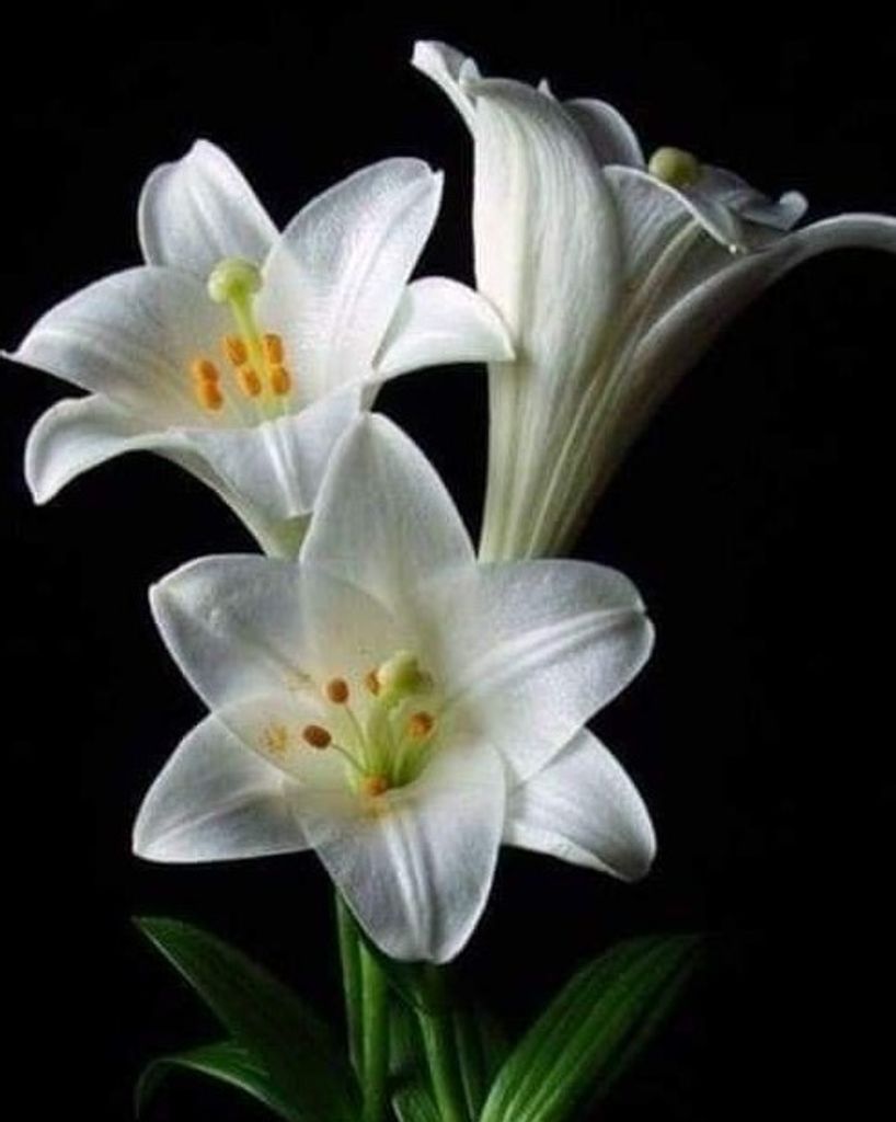 Kerry Ann Pabian Profile Photo