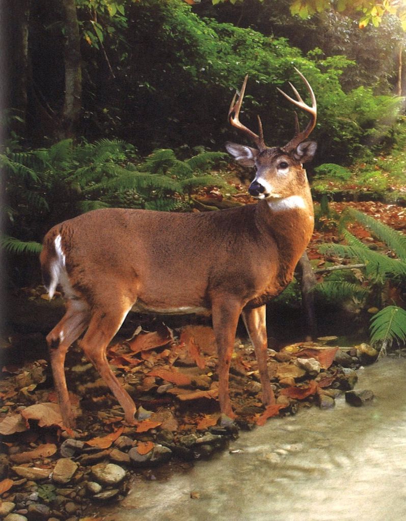 Casey Wallace Profile Photo