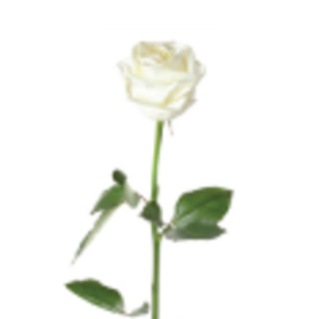 Hildegard  F. Hillen