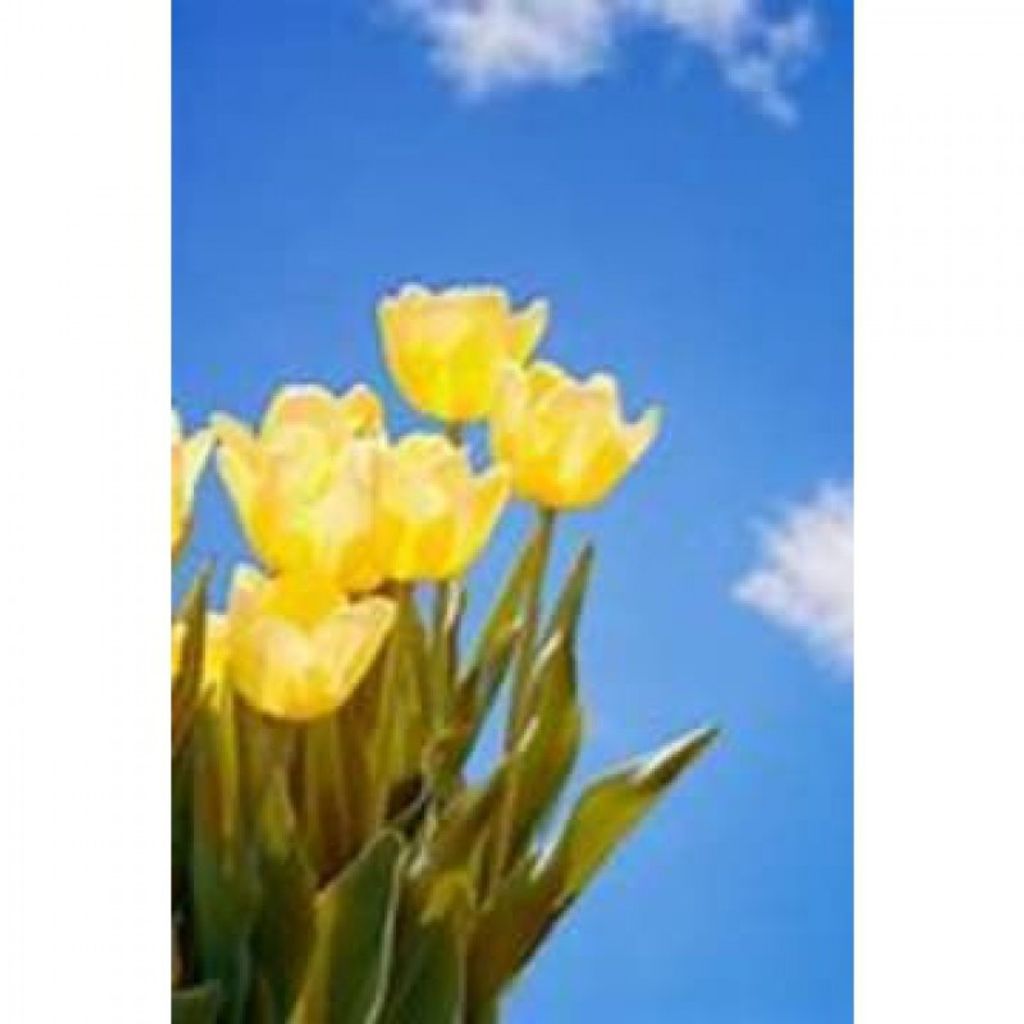 Marirose Ann Heilman Profile Photo