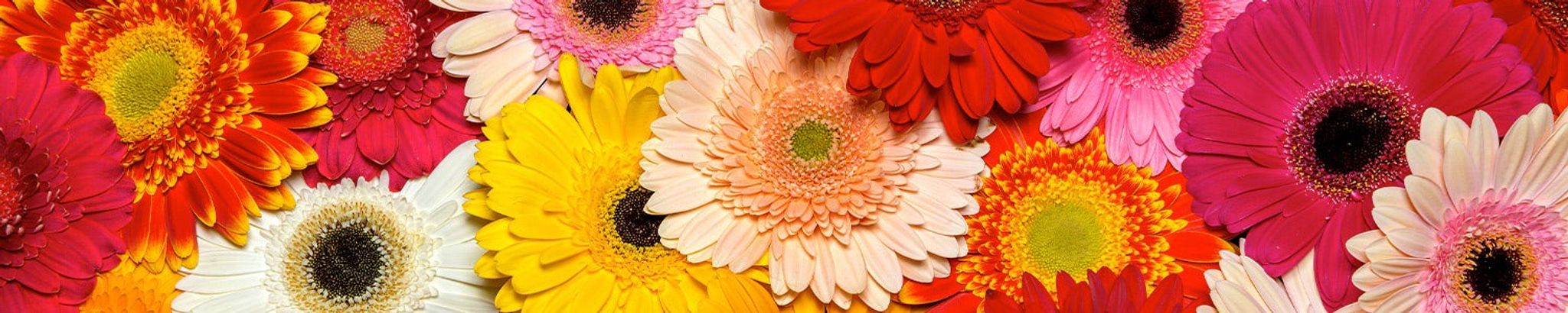 Cover photo for Wendy Haiges Avolio's Obituary