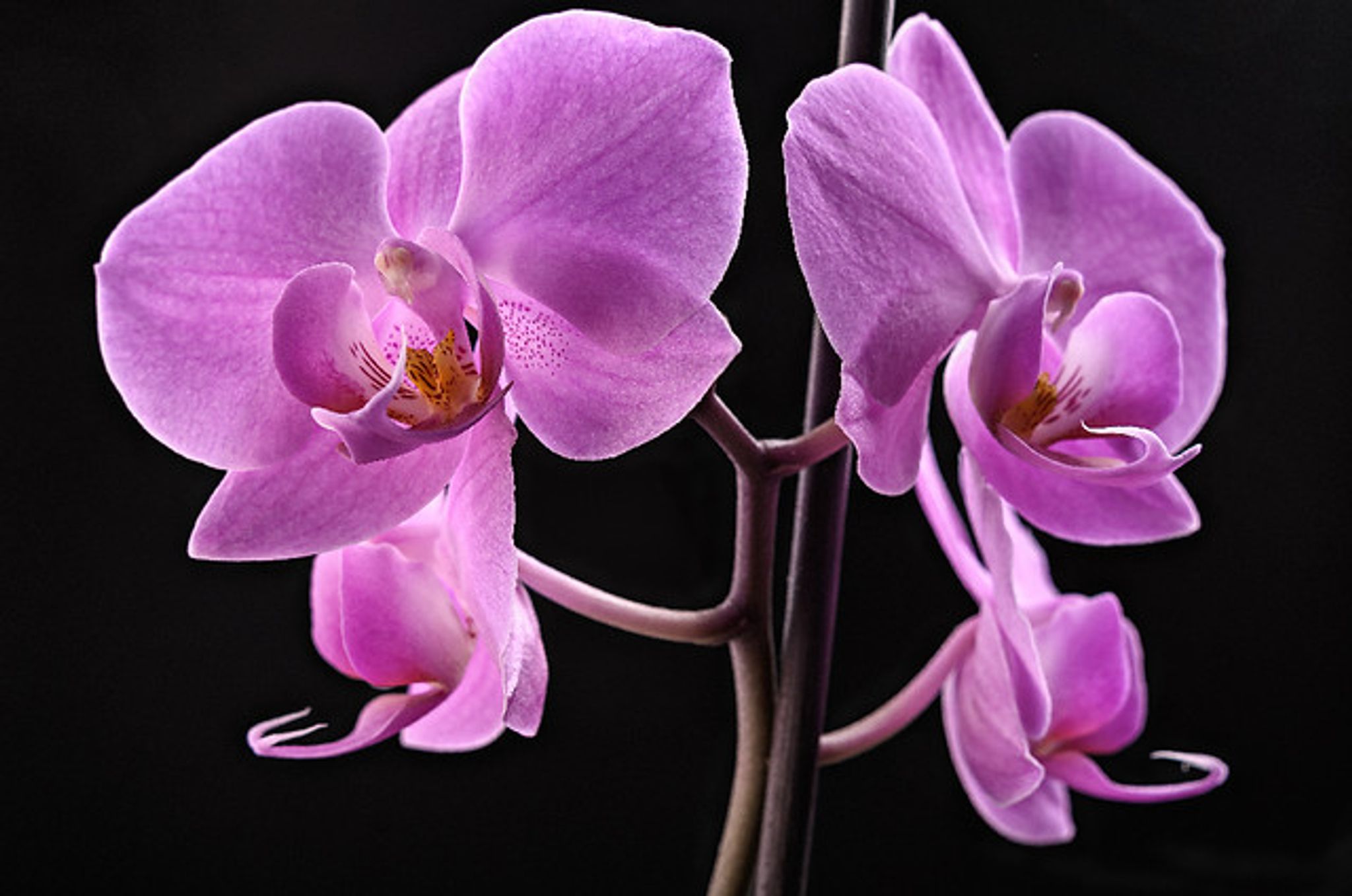 Cover for Lelia McCrae Hanna's Obituary