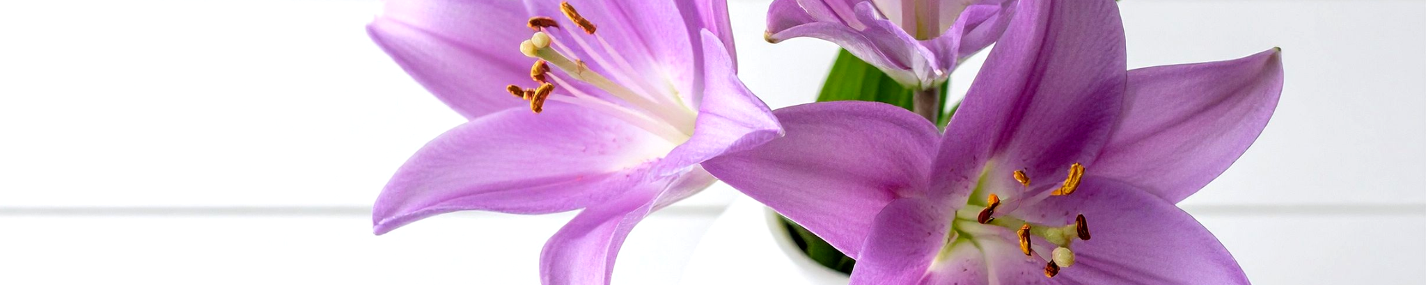 Cover for Krystal Zaria Pfleiderer's Obituary