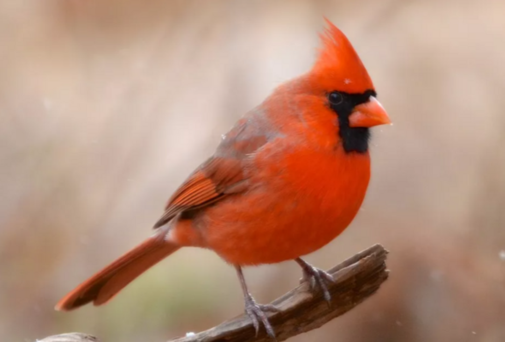 Vera Elizabeth Westmoreland Profile Photo