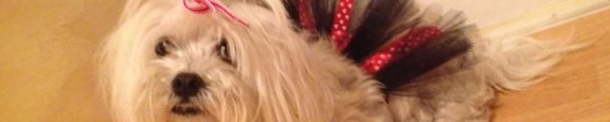 Cover for Teri Castellanos's Obituary