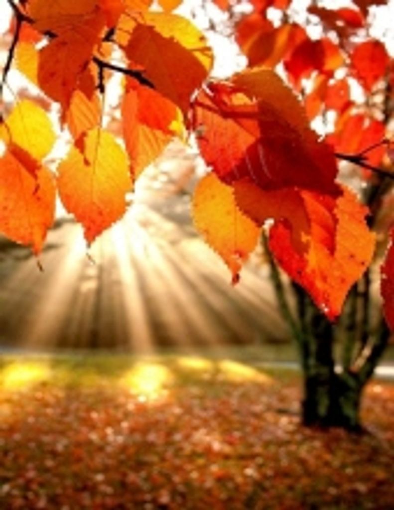 Conner David Mccauley