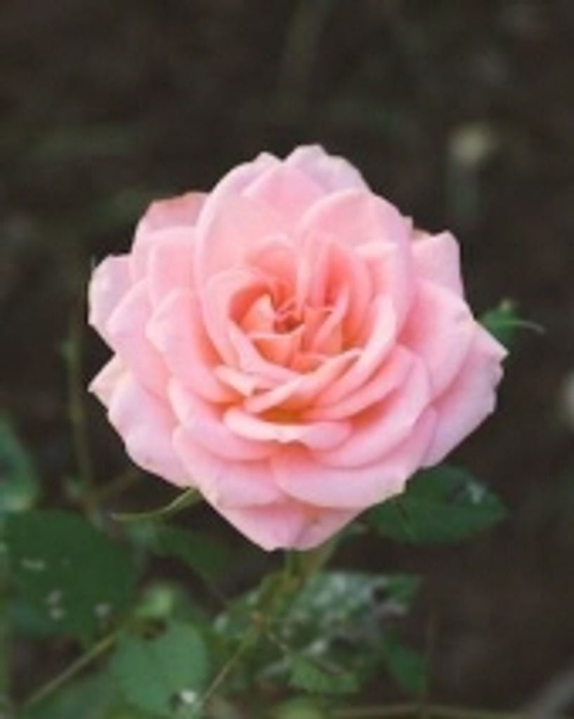 Sylvia Drew