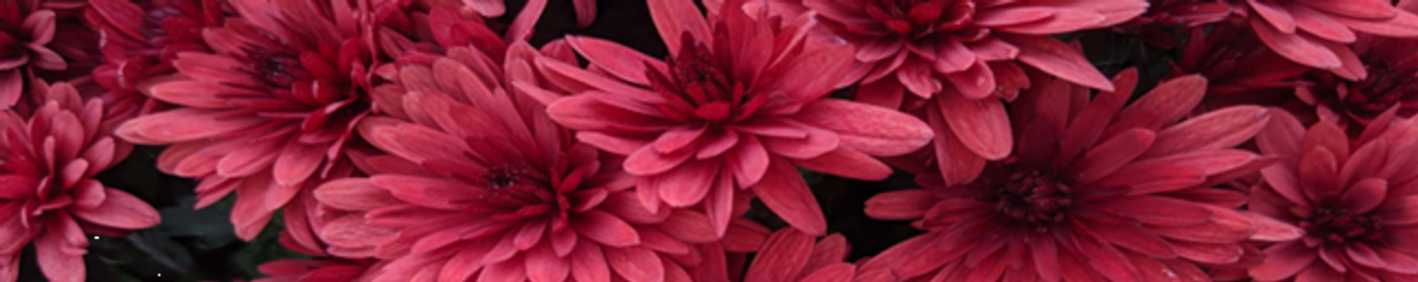 Cover photo for Sandra Elizabeth Griffin's Obituary
