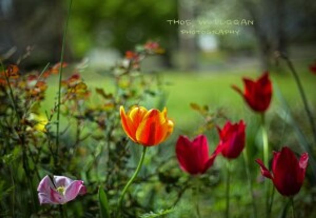 Theresa Ann Norman (Courtesy Obituary) Profile Photo