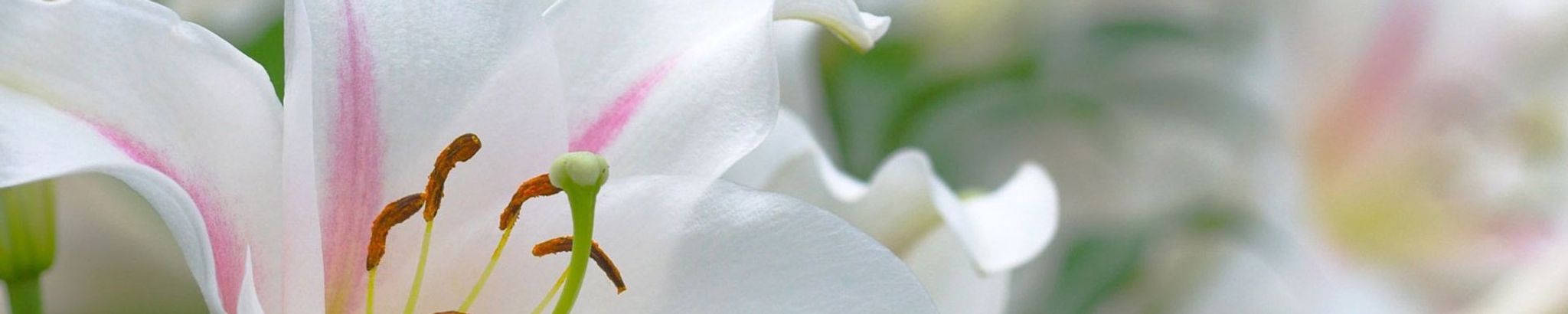 Cover photo for Sally Bayne Savage's Obituary