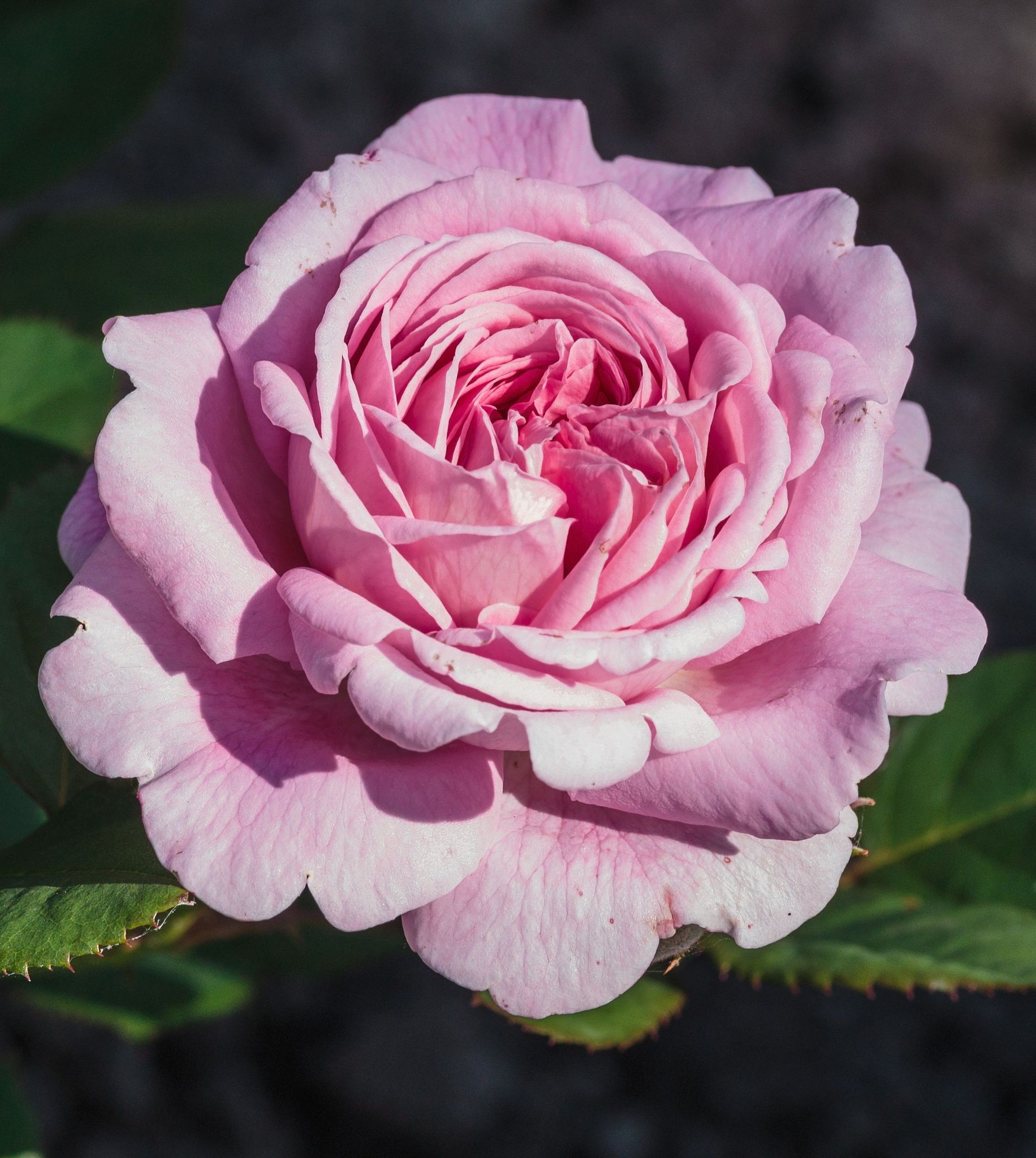 Cover photo for Marian J. Thomas's Obituary