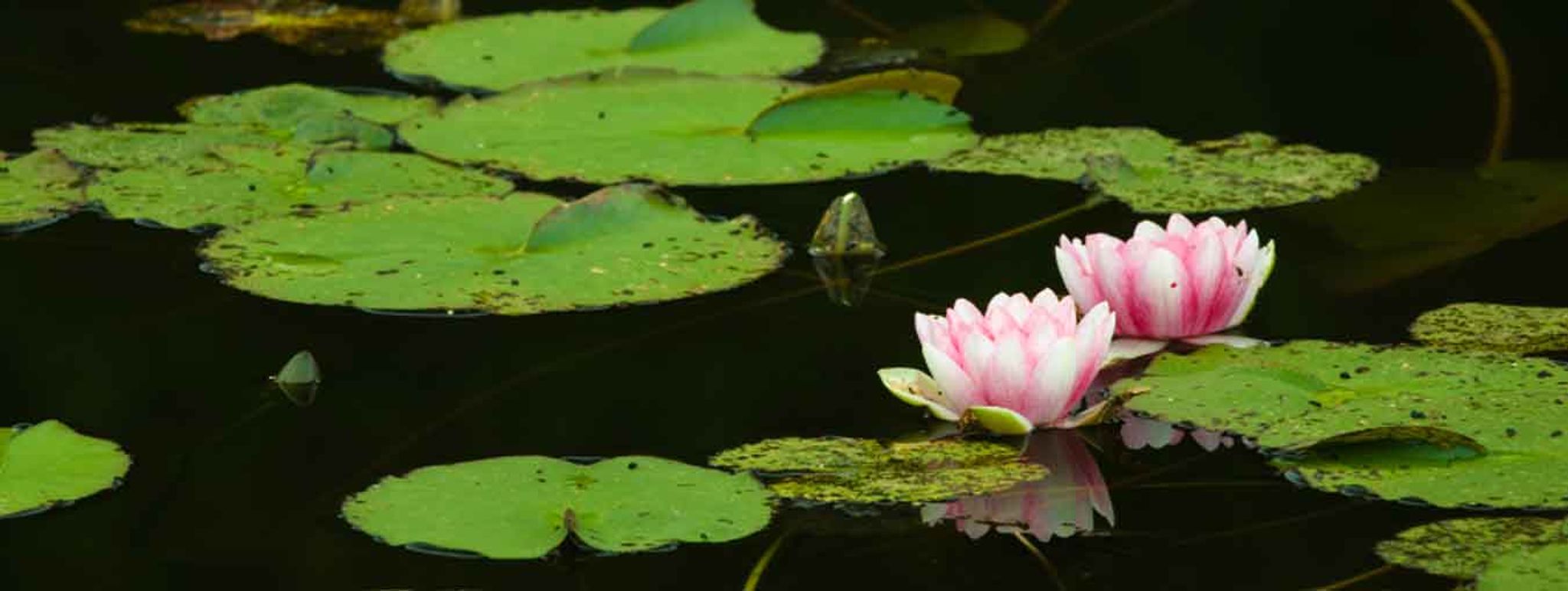 Cover for Barbara J. Caserta's Obituary