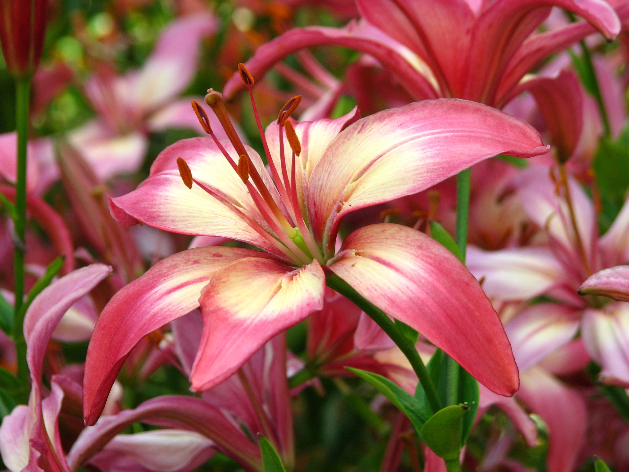 Cover photo for Neola Carlene Magee's Obituary