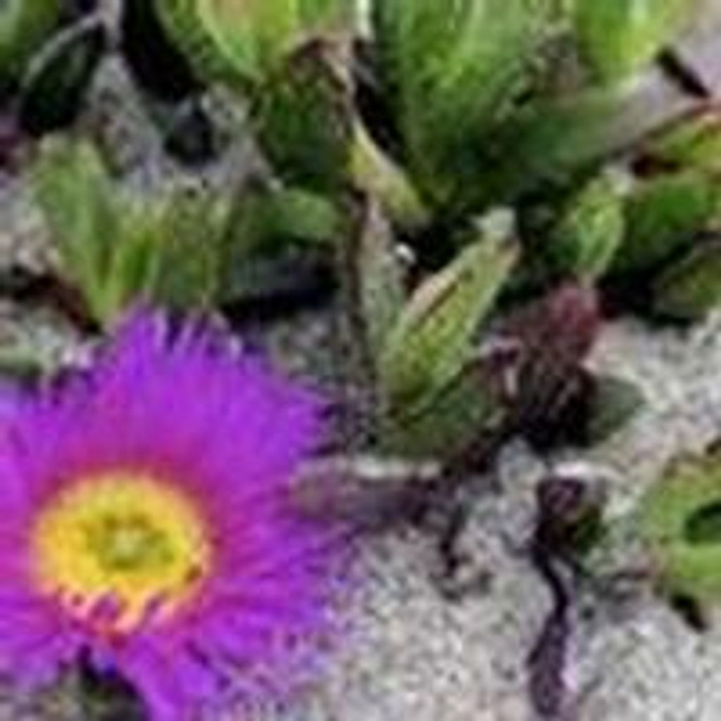 Eula  Mavis Armstrong