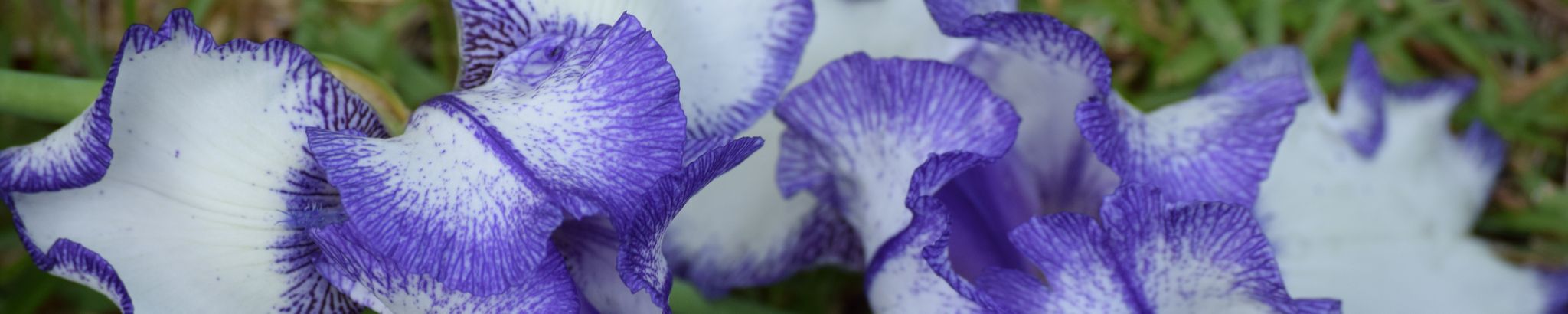 Cover for Tina Lynn Rachal's Obituary