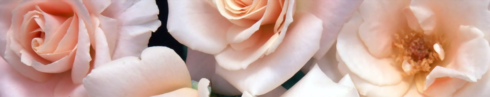 Cover photo for N. Suellen Reichenbach's Obituary