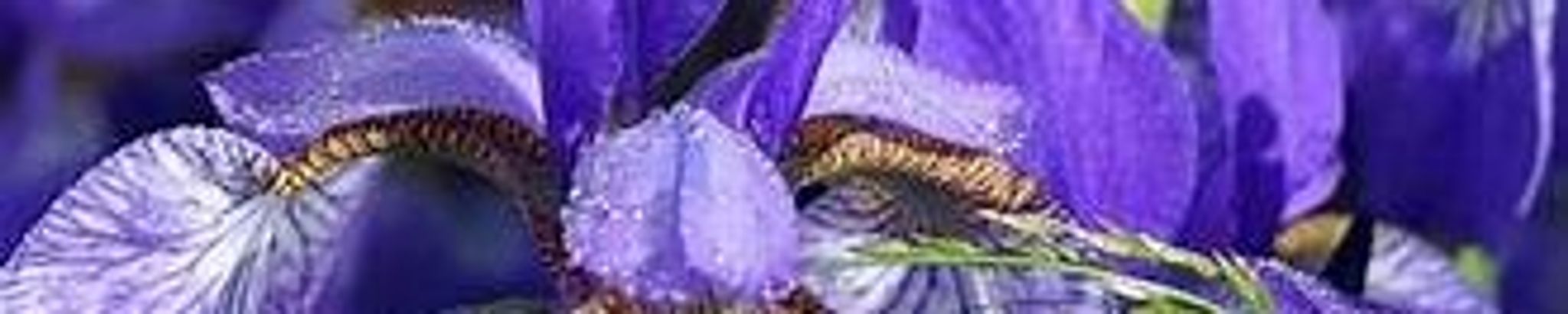 Cover photo for Ada Mae Richards's Obituary