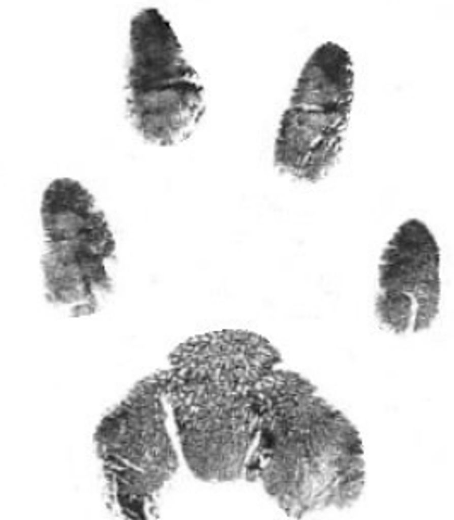 Oso Wade