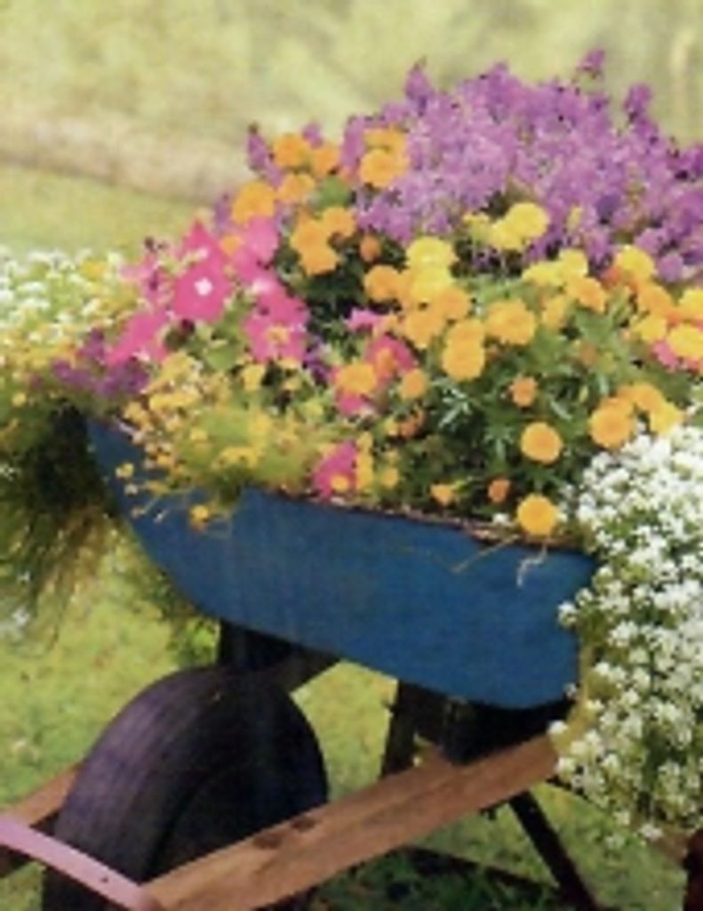 Elizabeth 'Chicky' Torres