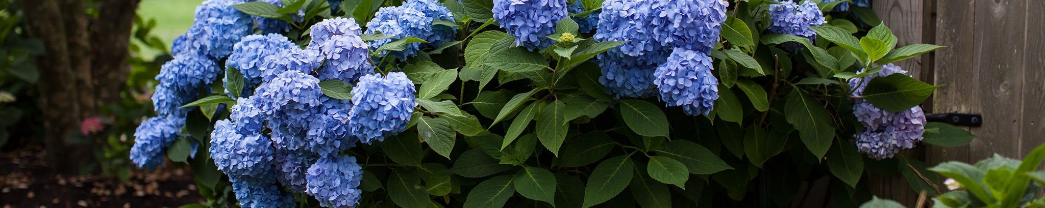 Cover for Mary Larner Ferguson's Obituary