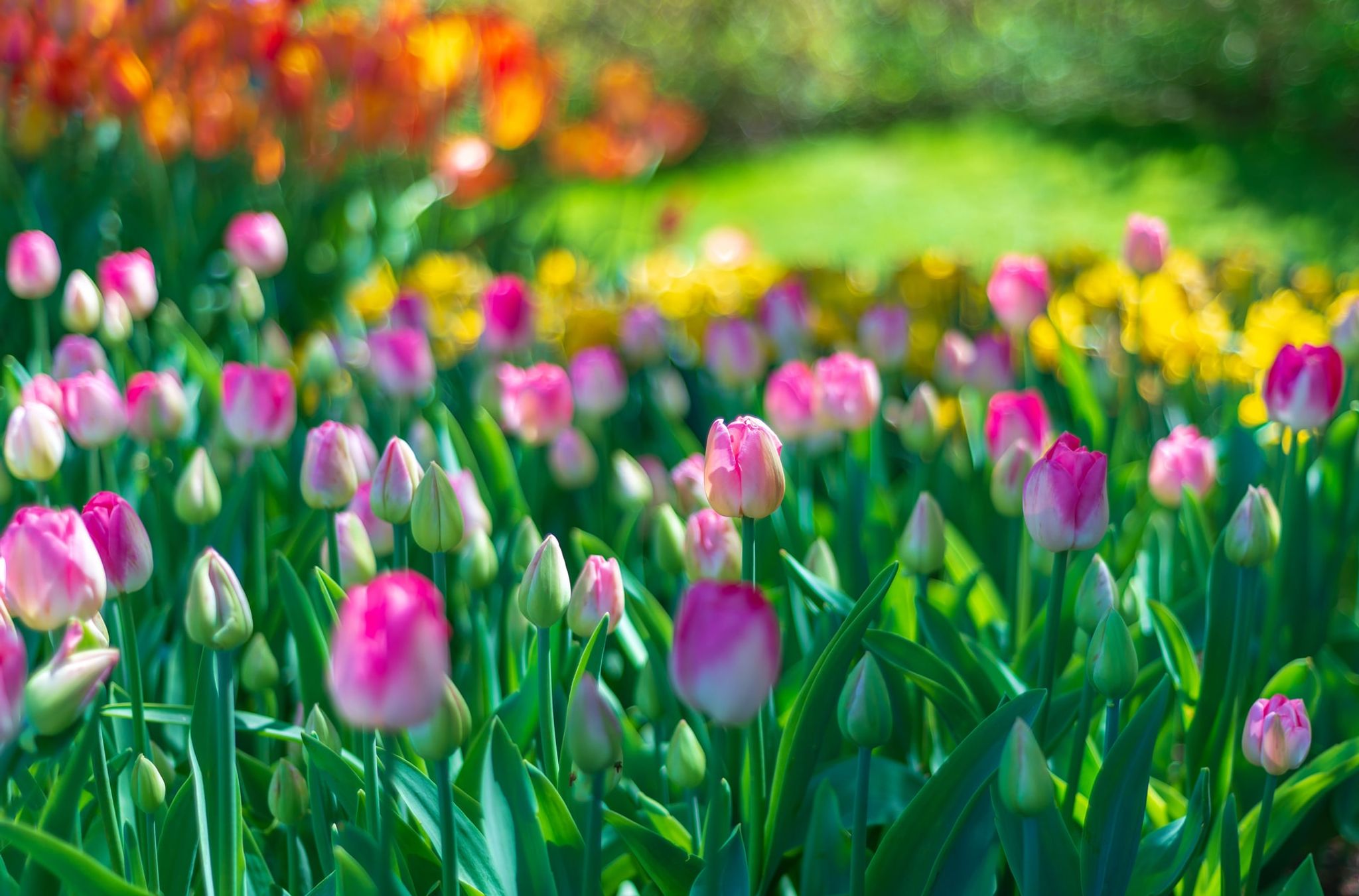 Cover for Laura Cleone Berry's Obituary