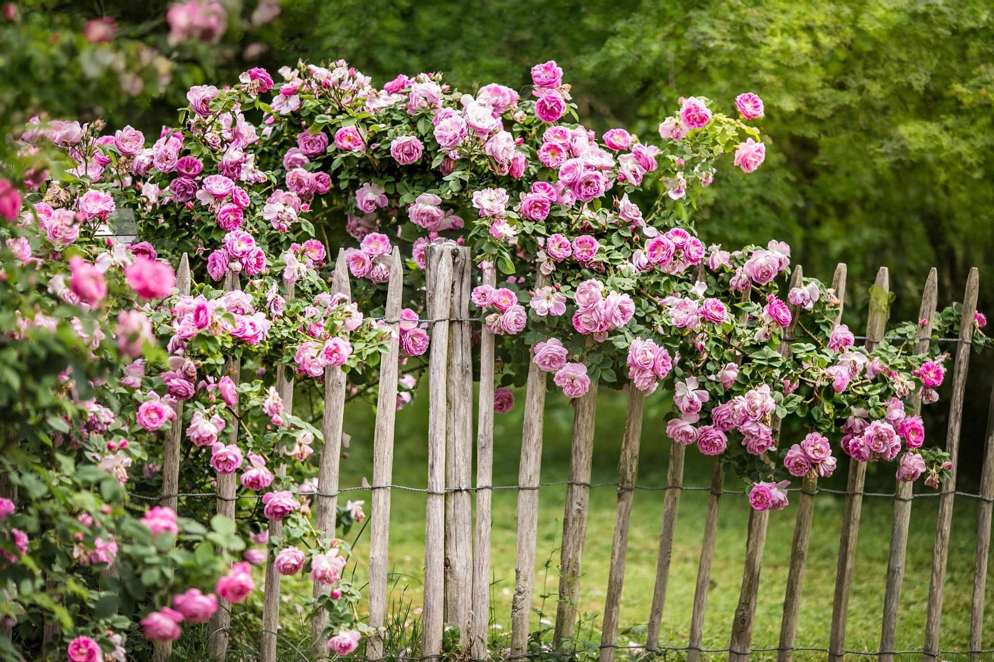 Cover photo for Helen "Lana" R. Conlee's Obituary