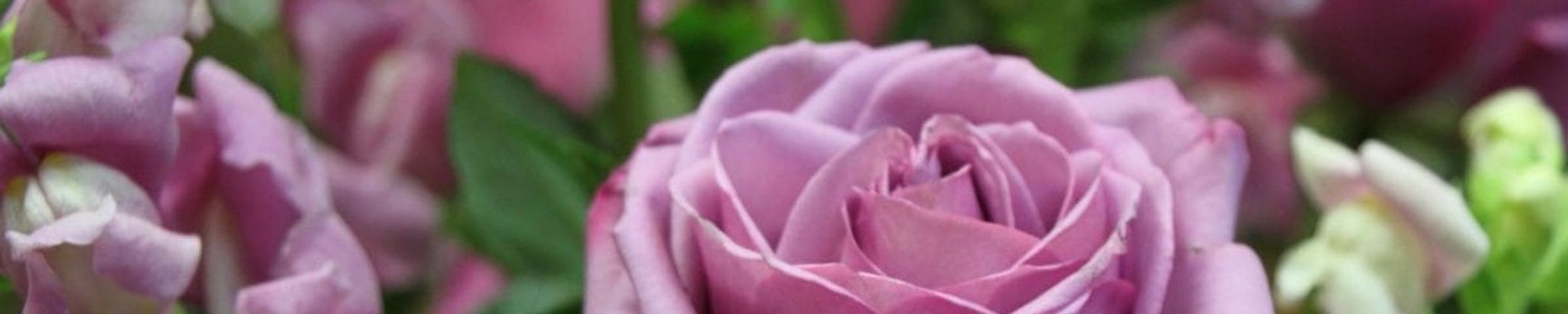 Cover photo for Julia Fradenburgh's Obituary