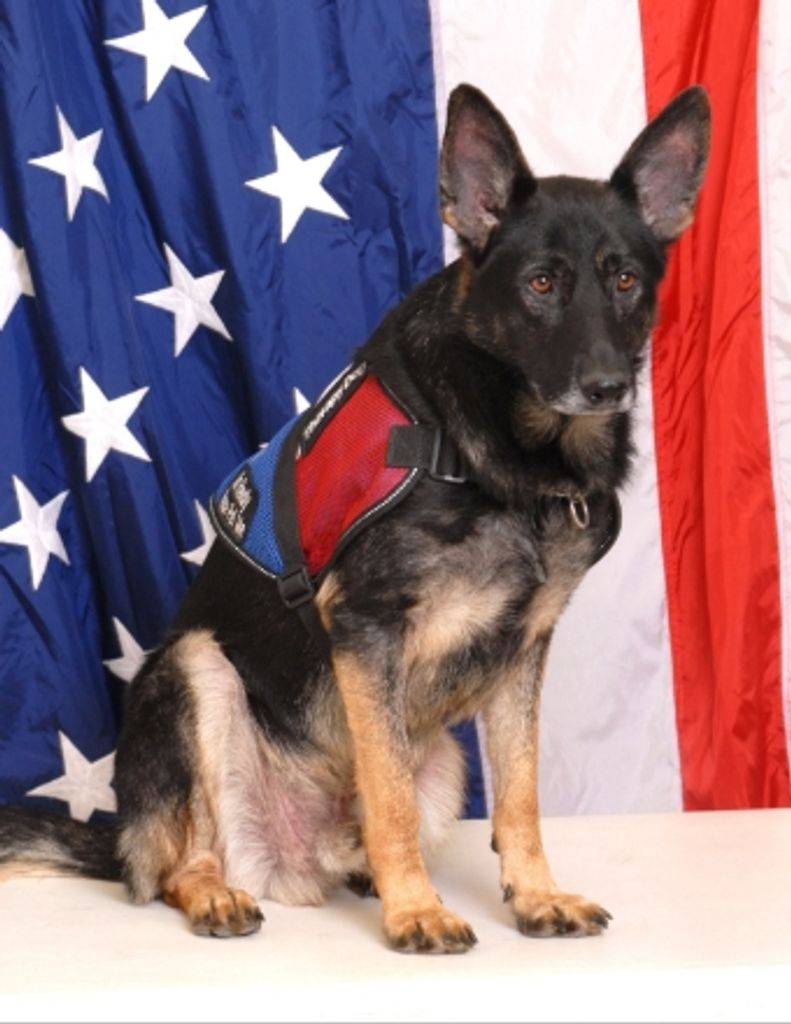 Maverick "Therapy K-9" Wilson Profile Photo