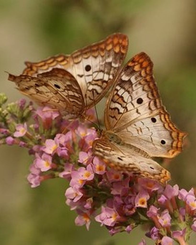 Debra Joyce Bartels Profile Photo