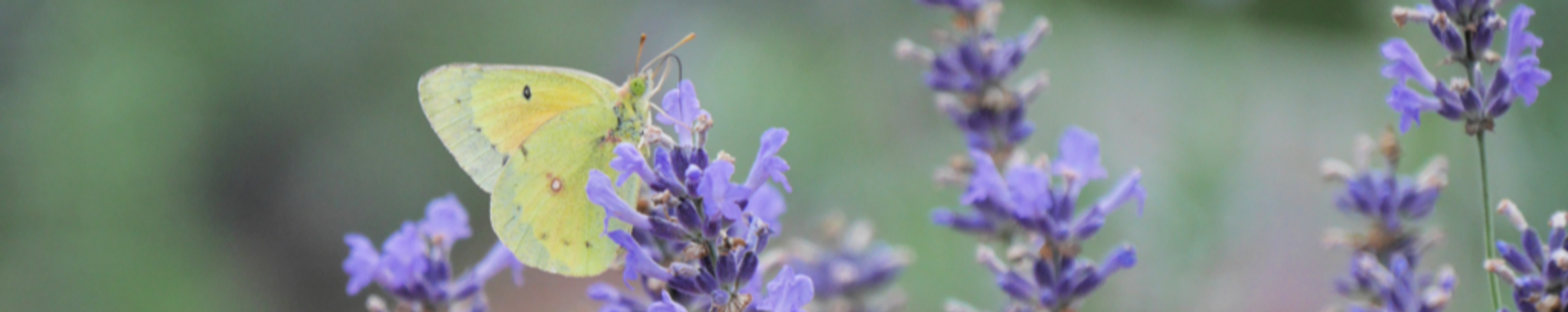 Cover for Cecilia M. Barood's Obituary