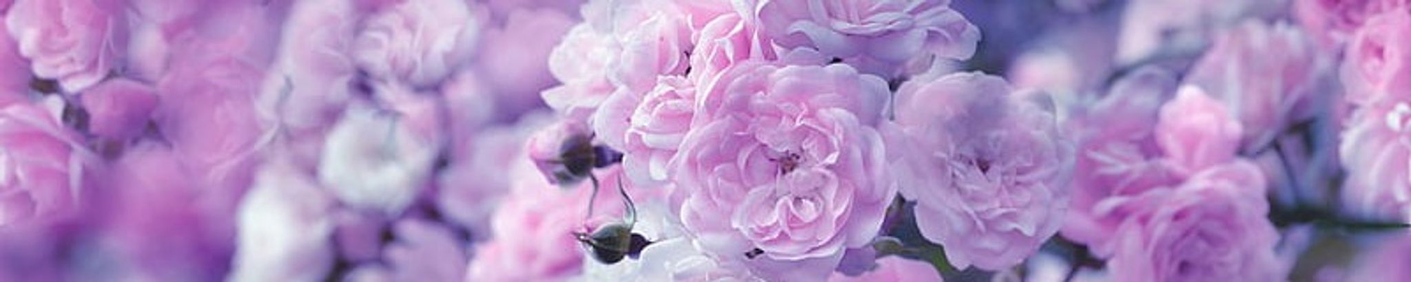 Cover photo for Rachel Alexis George's Obituary
