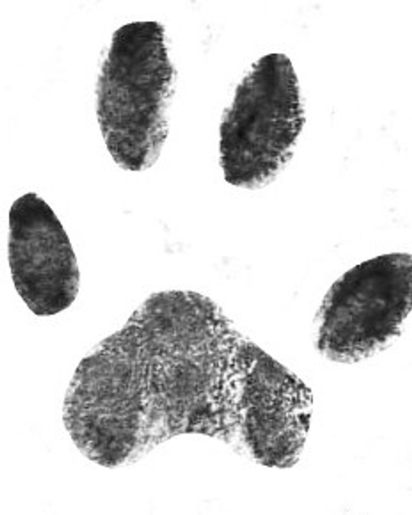 Bob Grubbs Profile Photo