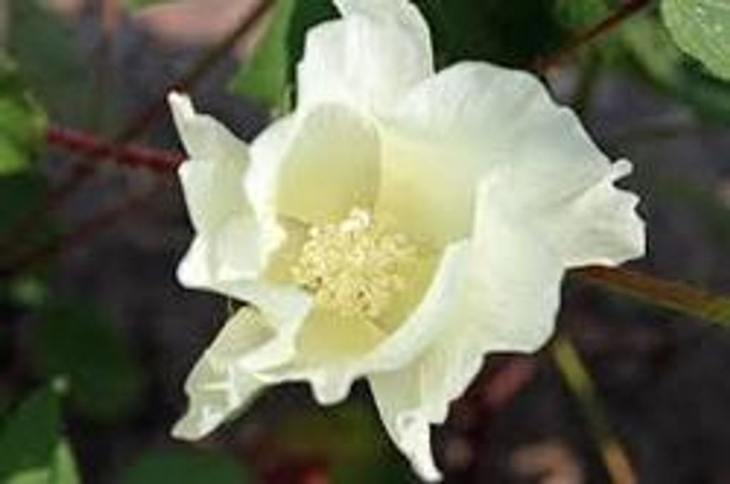 Mary Enzer
