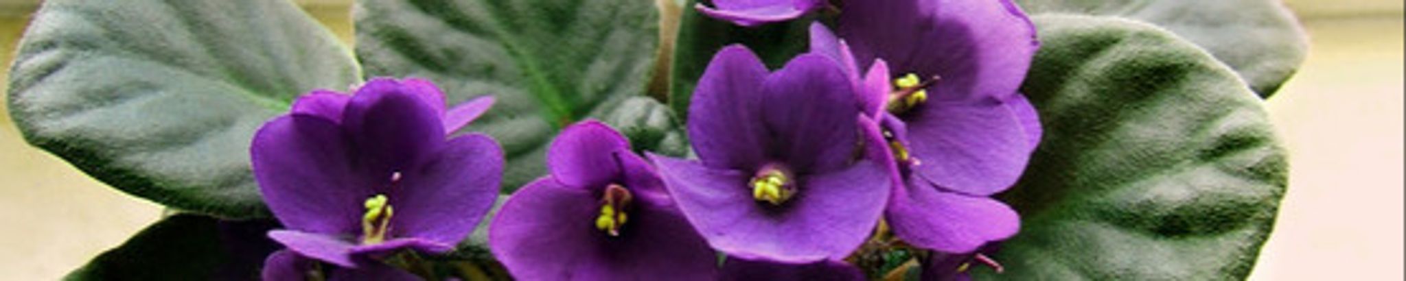 Cover photo for Rosa Marie Kea's Obituary