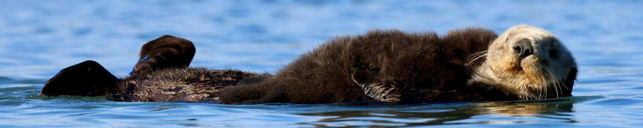 Cover for James Wojciechowski Jr's Obituary