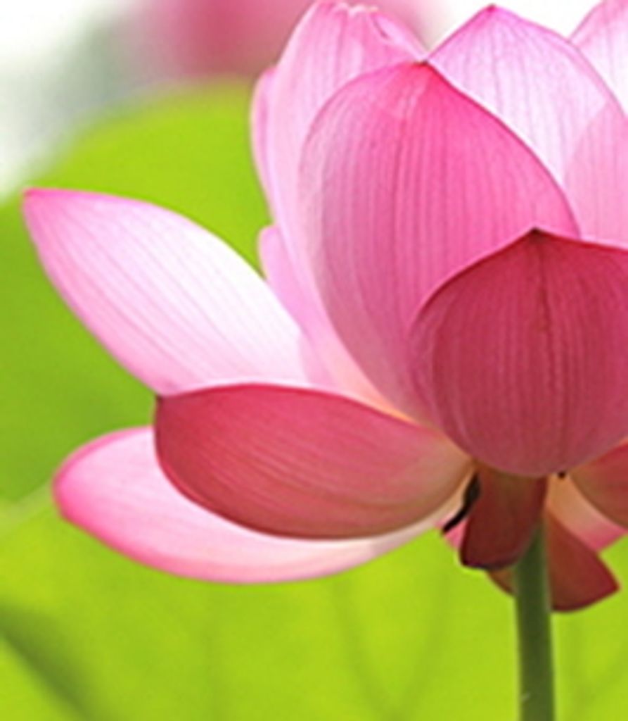 Jean Harris Profile Photo