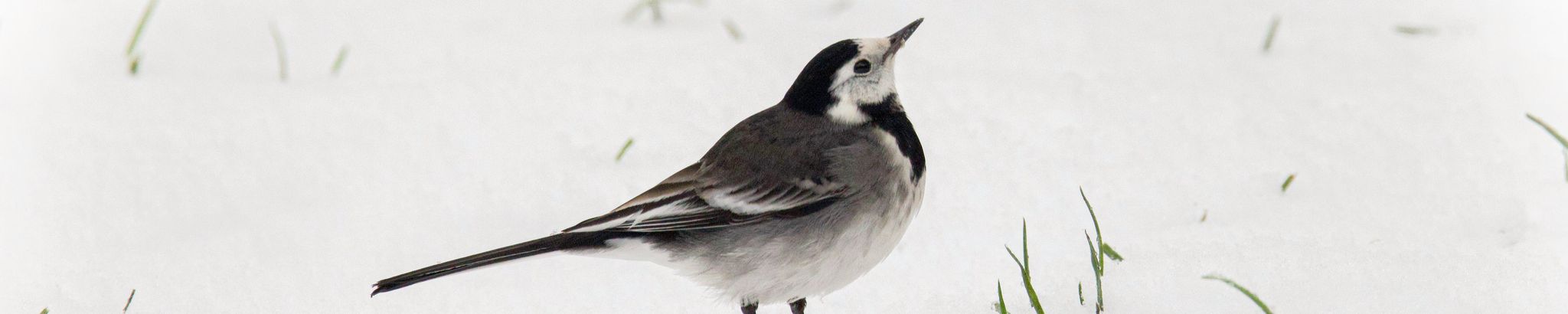 Cover for Dorinda Denise Gardner's Obituary