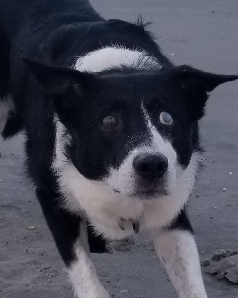 Snoop Shoe Profile Photo