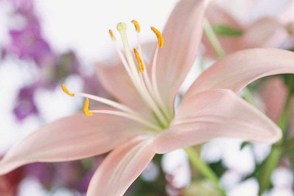 Virginia Nell Parris Profile Photo