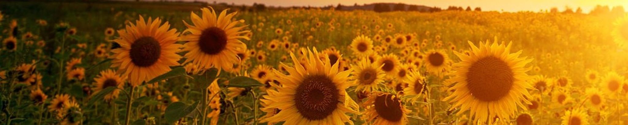 Cover for Mildred "Mikki" Cole's Obituary